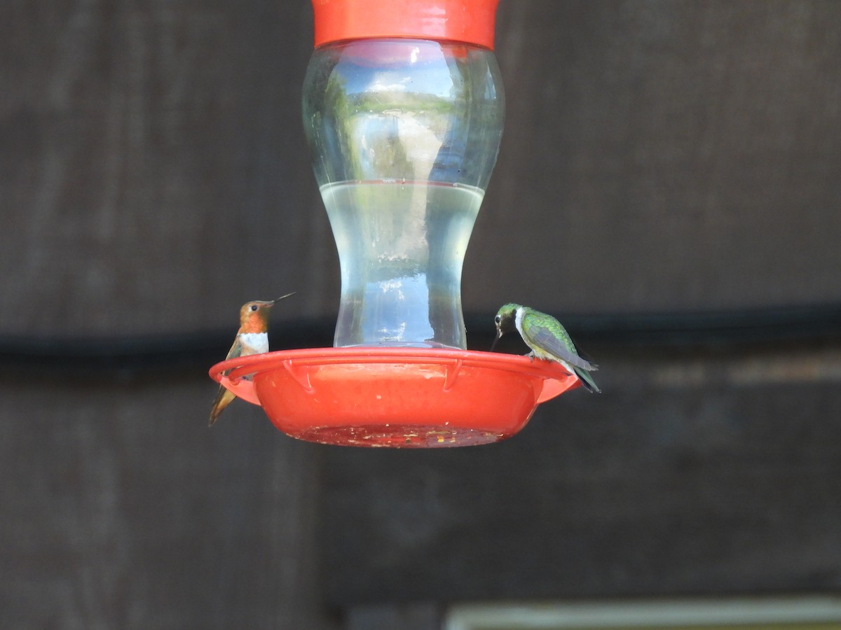 Colibrí Rufo - ML638688368