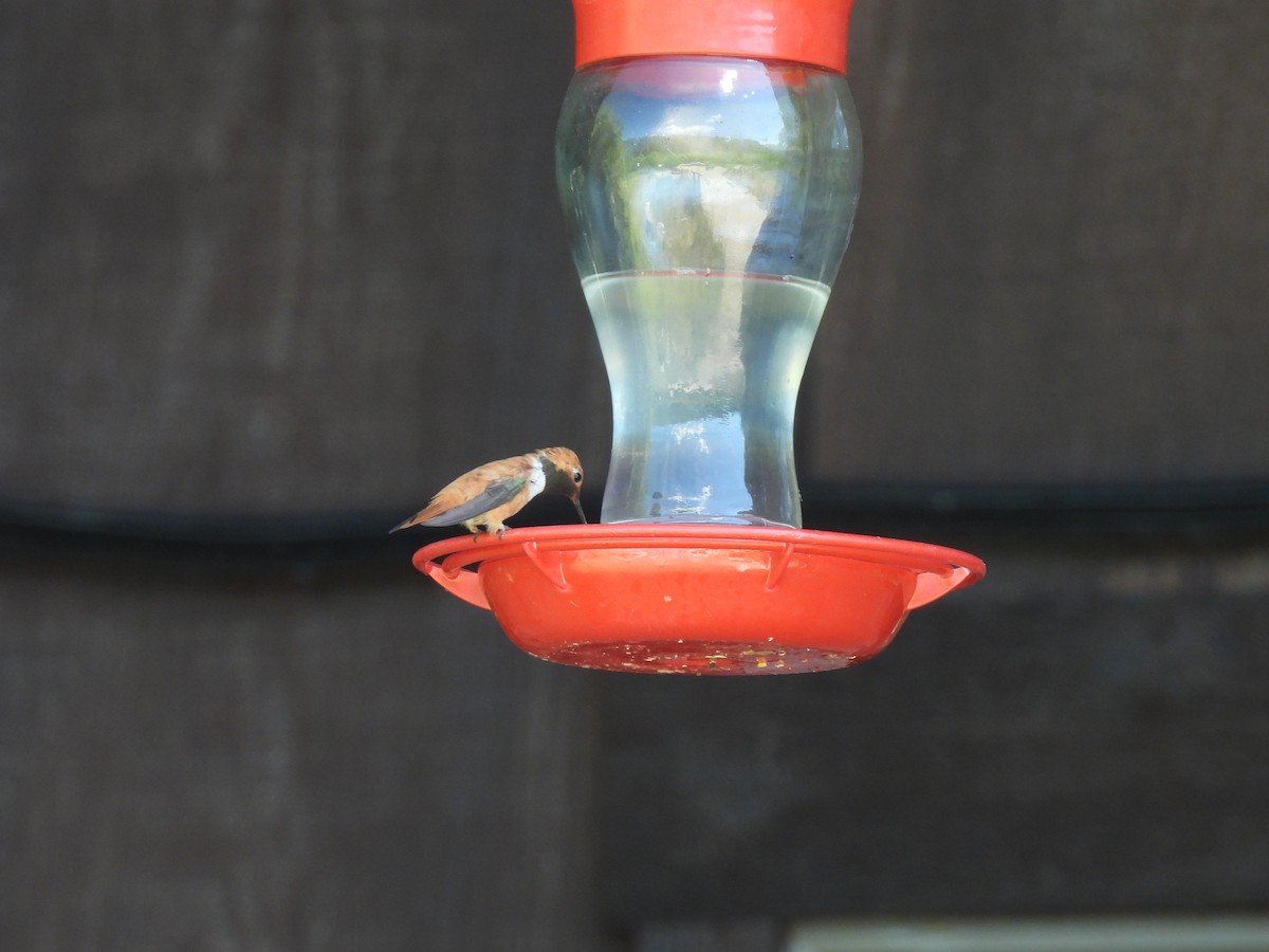 Colibrí Rufo - ML638688369