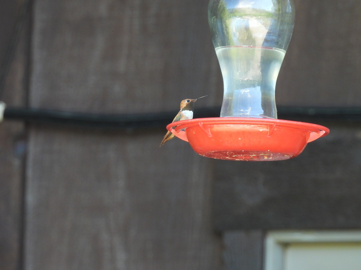 Colibrí Rufo - ML638688370