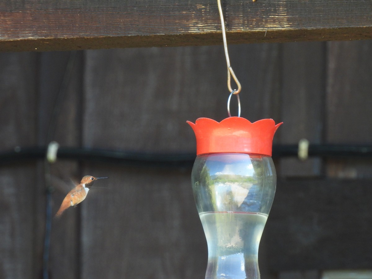 Colibrí Rufo - ML638688371