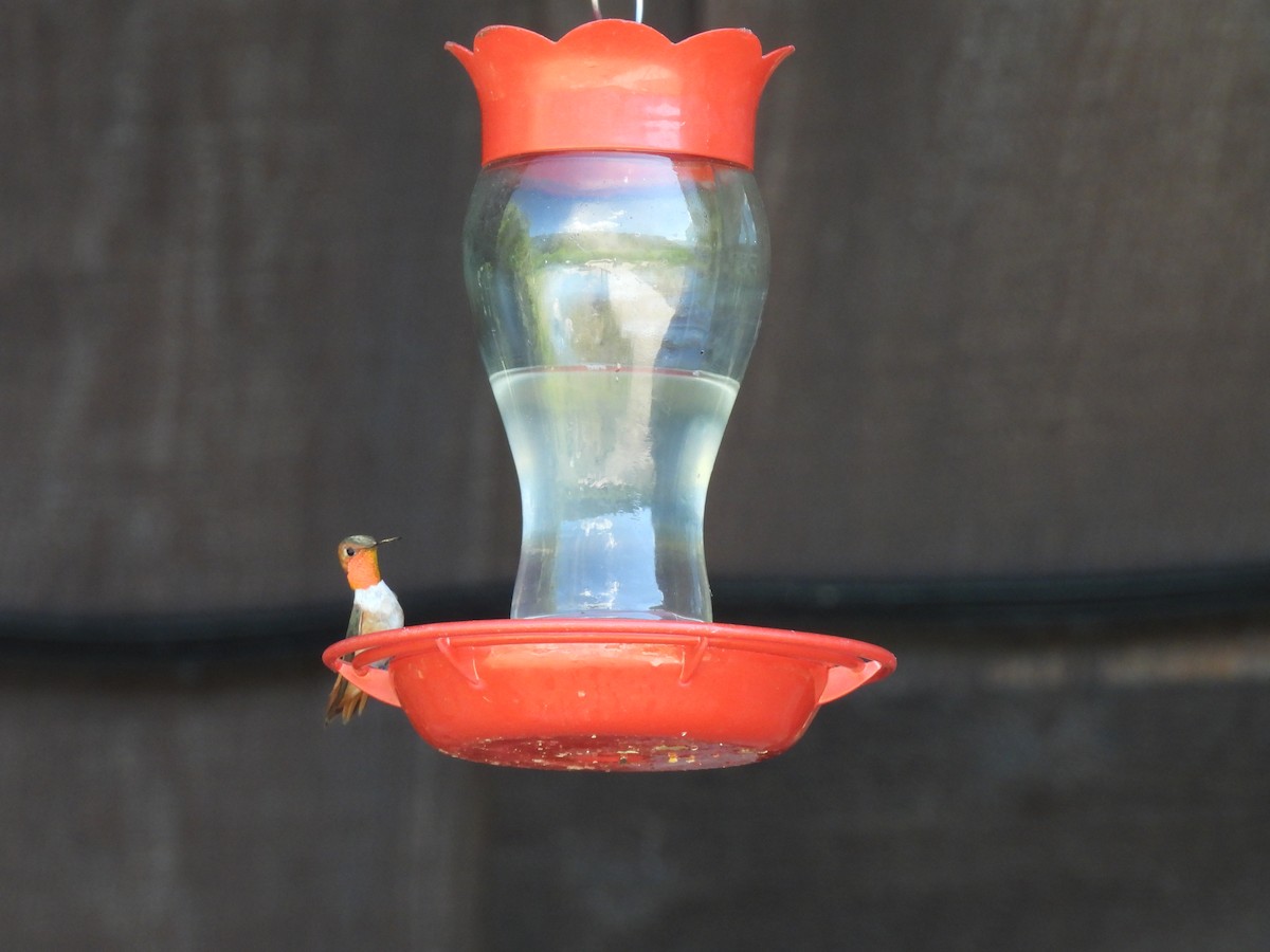 Colibrí Rufo - ML638688372