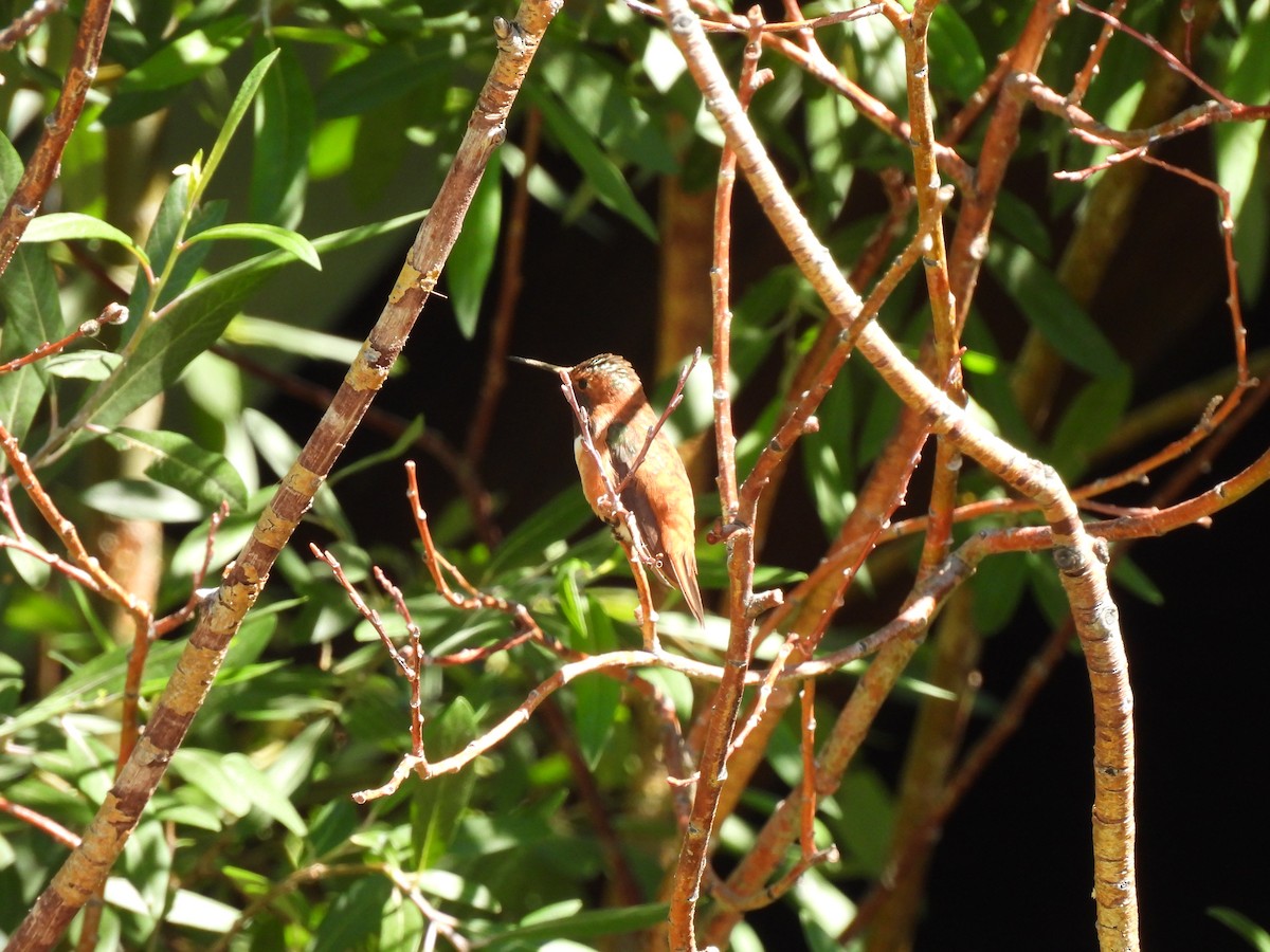Colibrí Rufo - ML638688373