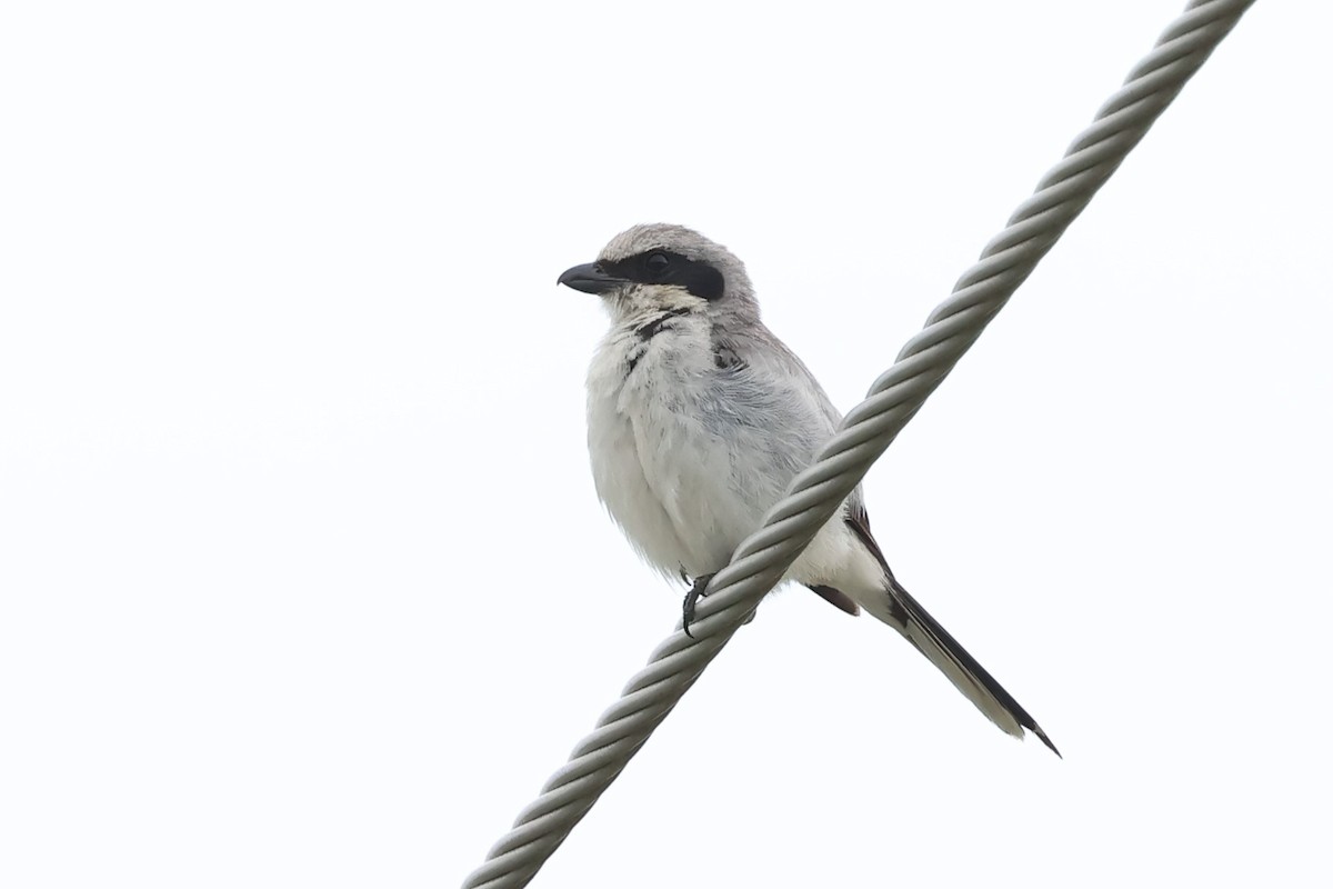 Loggerhead Shrike - ML638688384