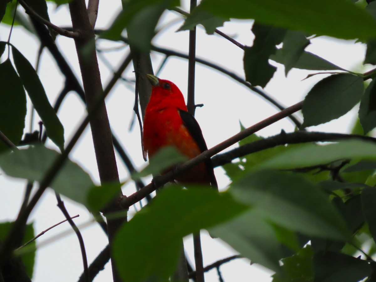 Scarlet Tanager - ML638688385