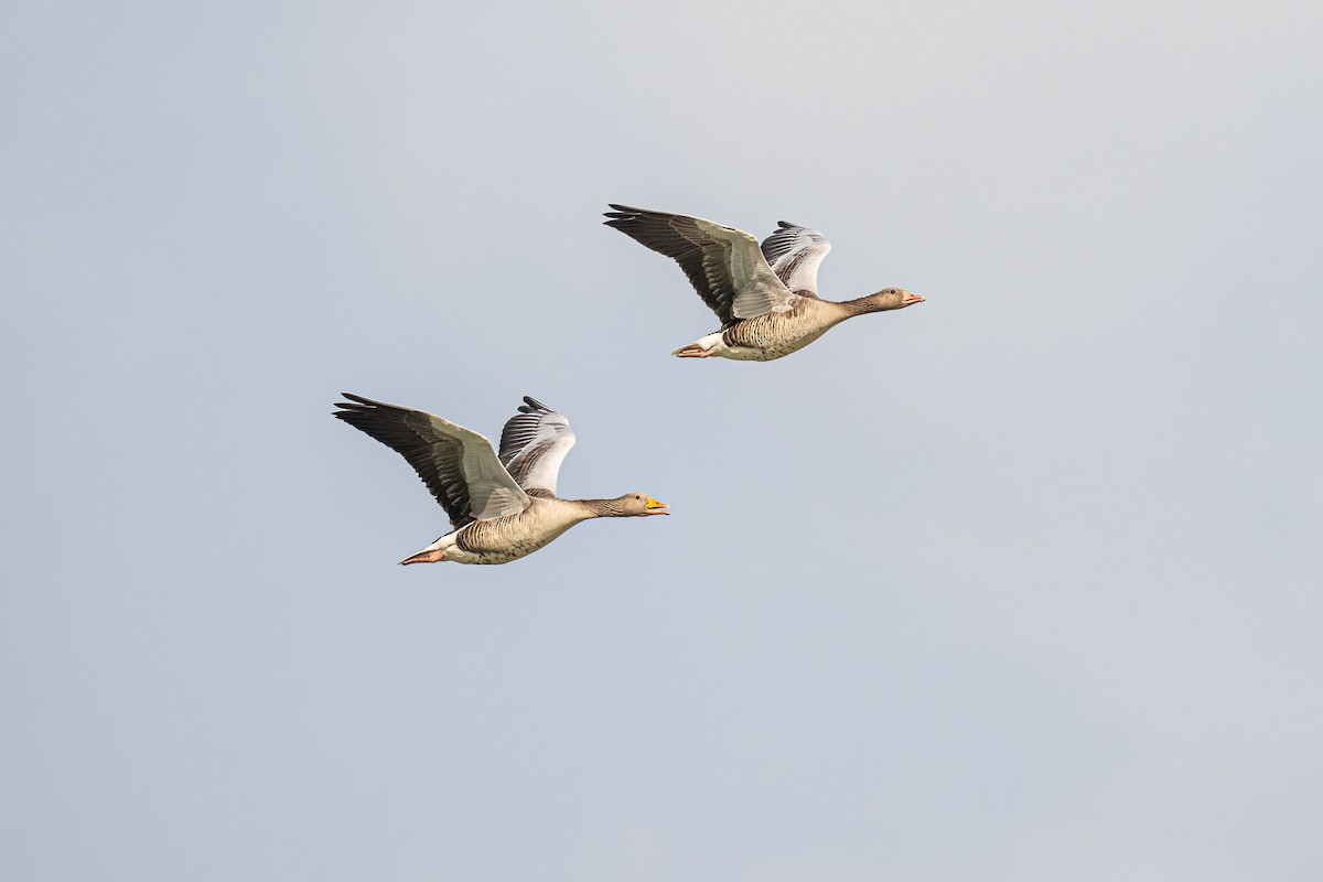 Graylag Goose - ML638688396