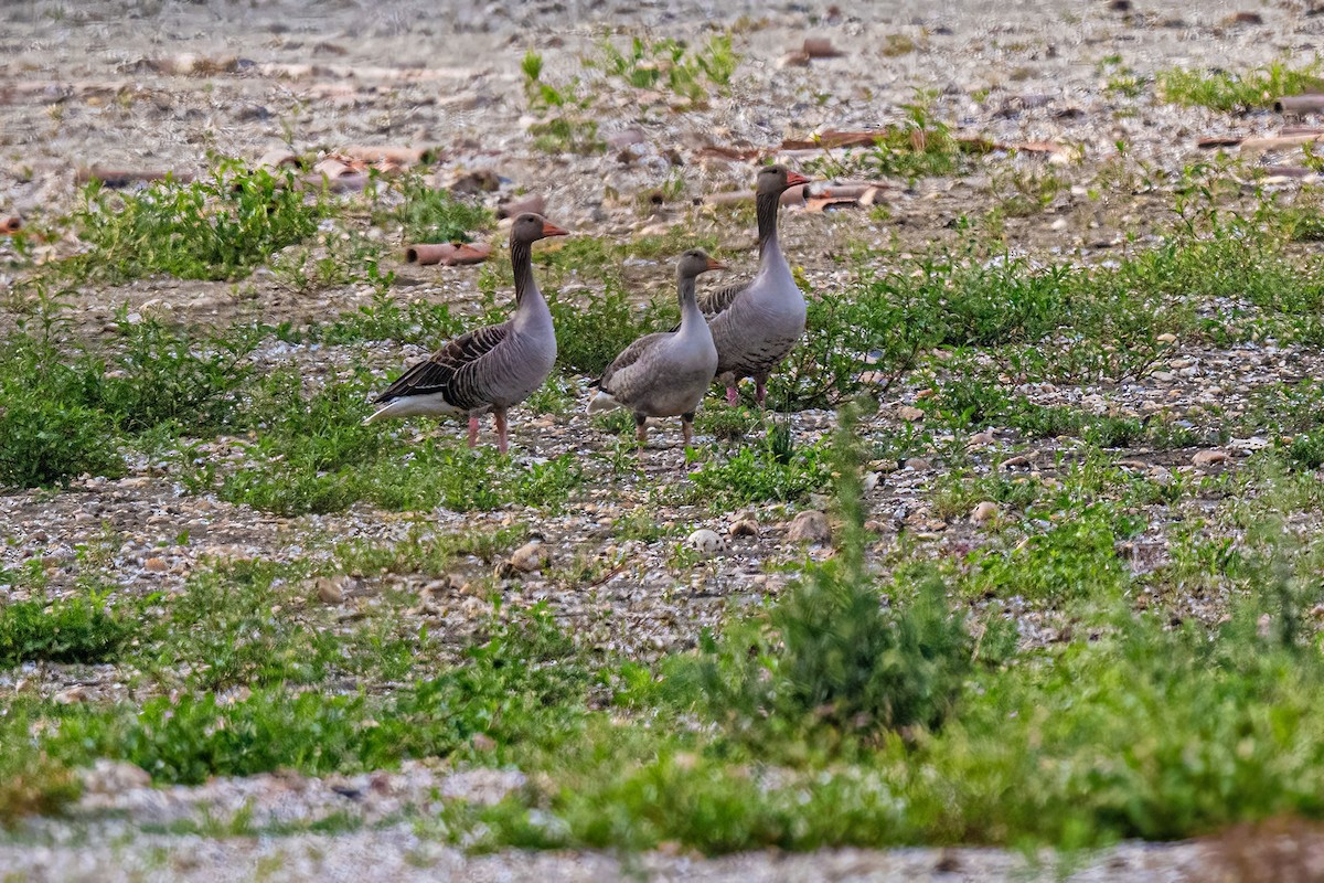 Graylag Goose - ML638688397