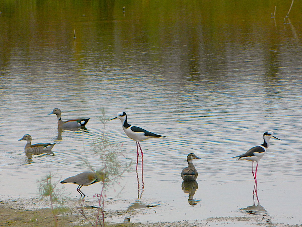 Ringed Teal - ML638688417