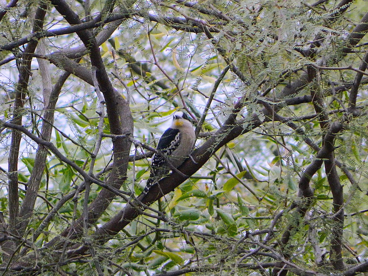 White-fronted Woodpecker - ML638688455