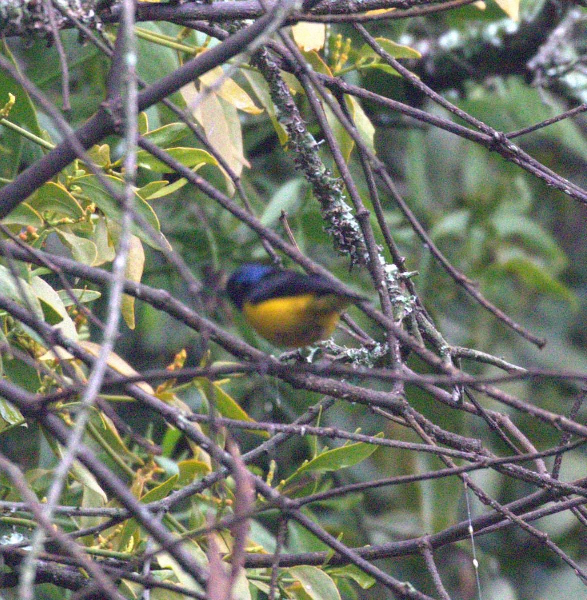 Golden-rumped Euphonia - ML638688456
