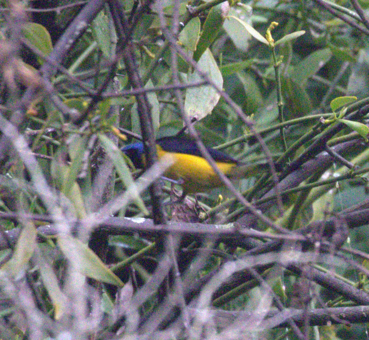 Golden-rumped Euphonia - ML638688485