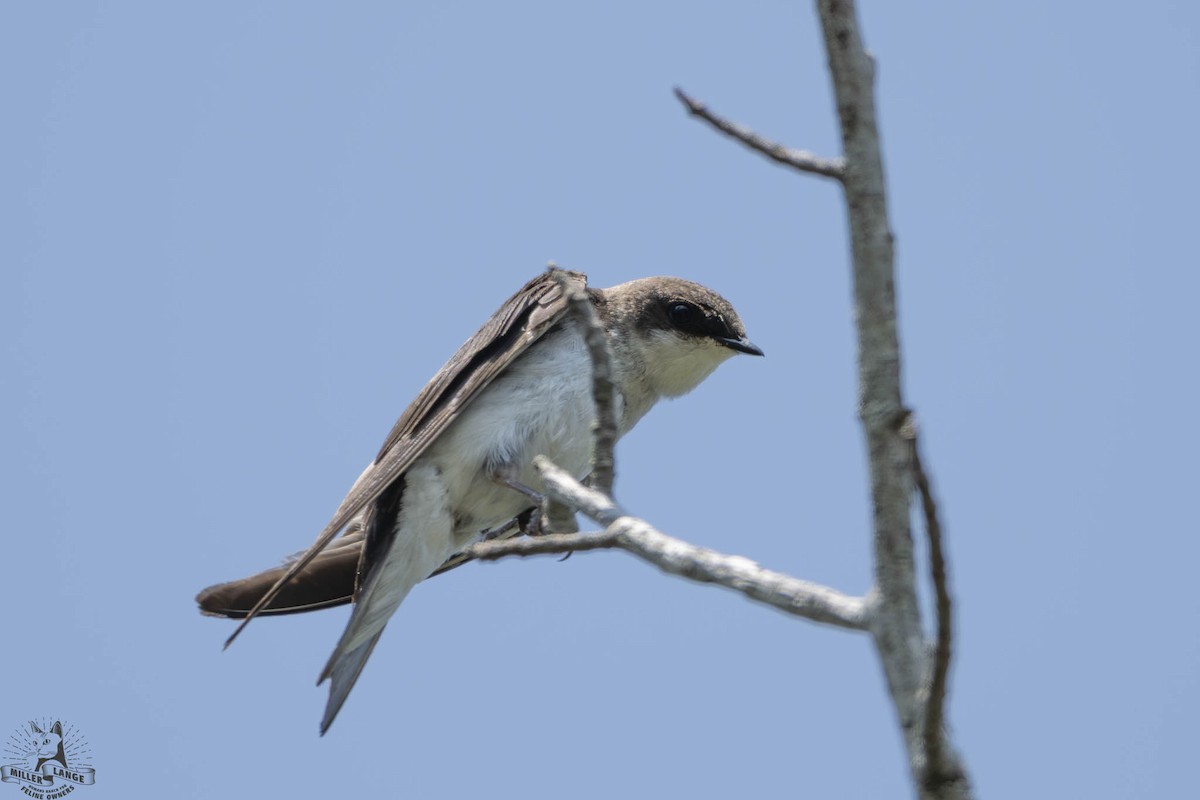 Tree Swallow - ML638688508