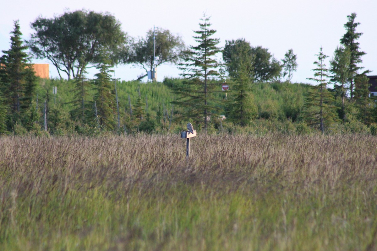 Short-eared Owl (Northern) - ML638688525