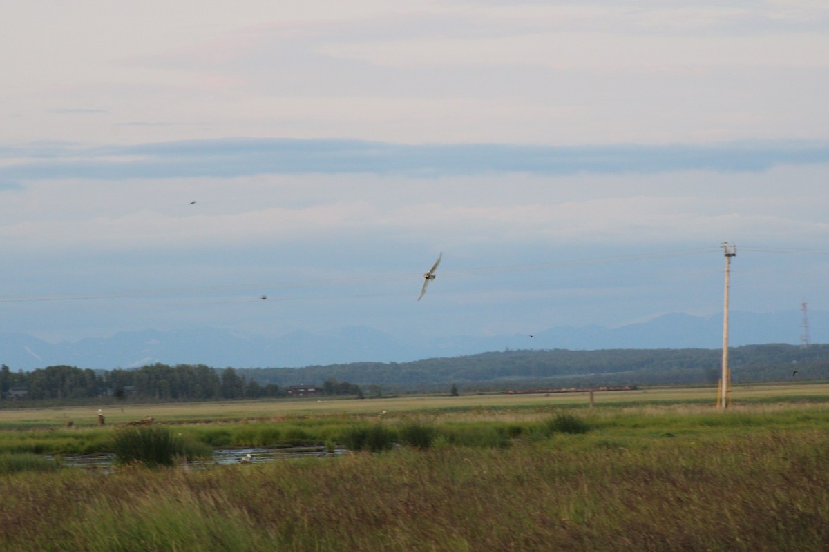 Short-eared Owl (Northern) - ML638688526