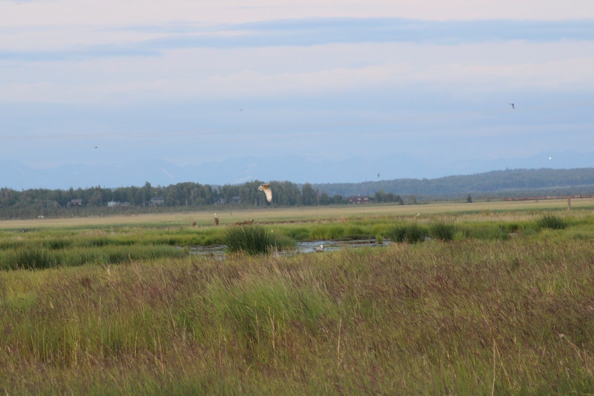 Short-eared Owl (Northern) - ML638688527