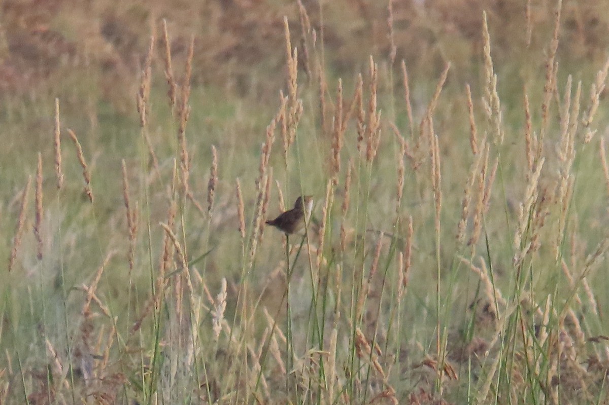 Sedge Wren - ML638688534