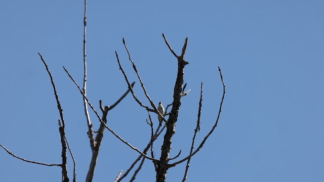 Red-eyed Vireo - ML638688547