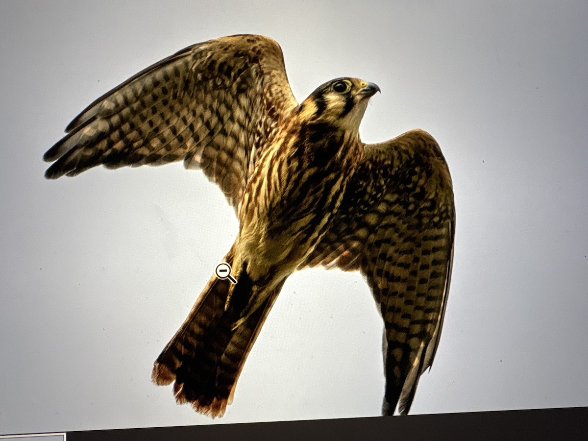 American Kestrel - ML638688568