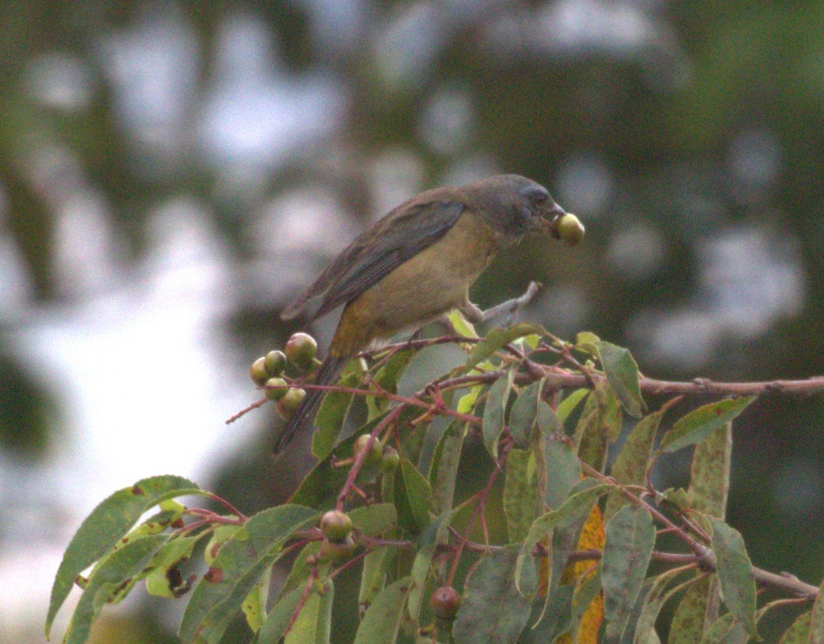Blue-and-yellow Tanager - ML638688585