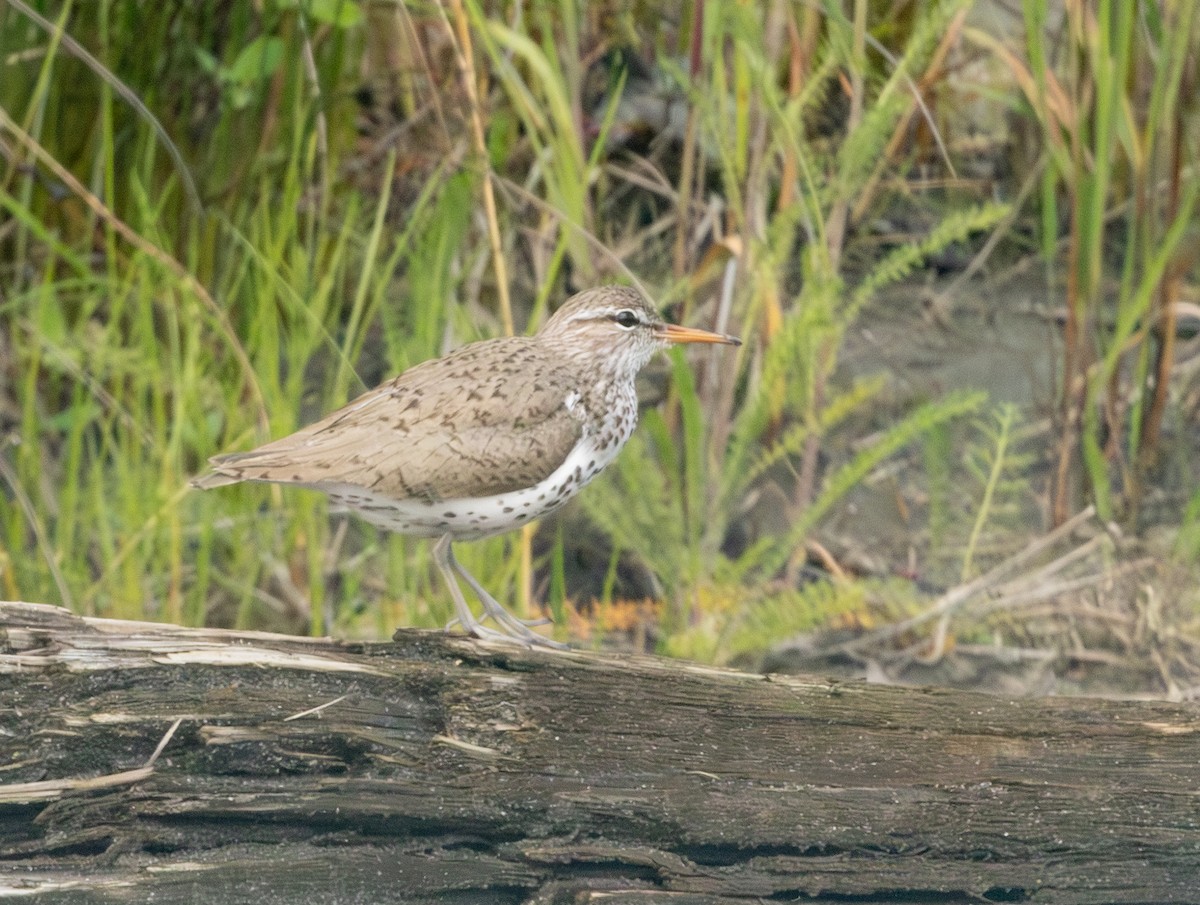 Spotted Sandpiper - ML638688629