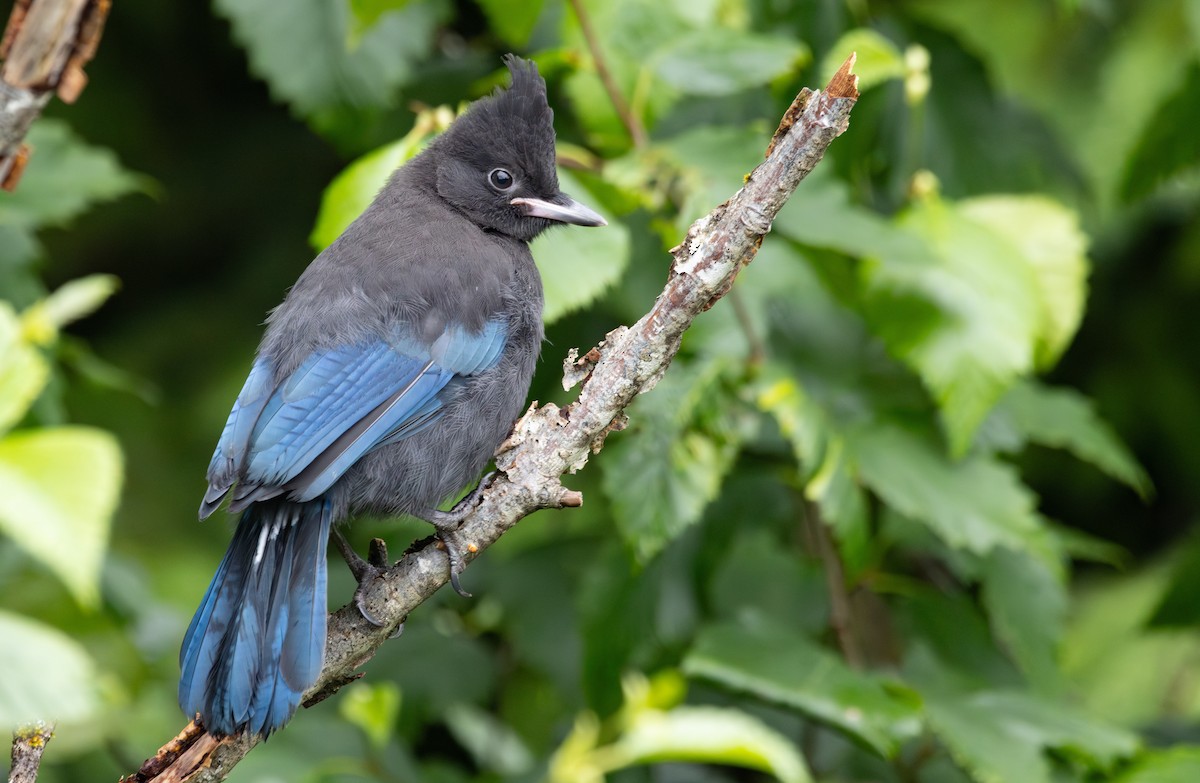 Steller's Jay - ML638688643