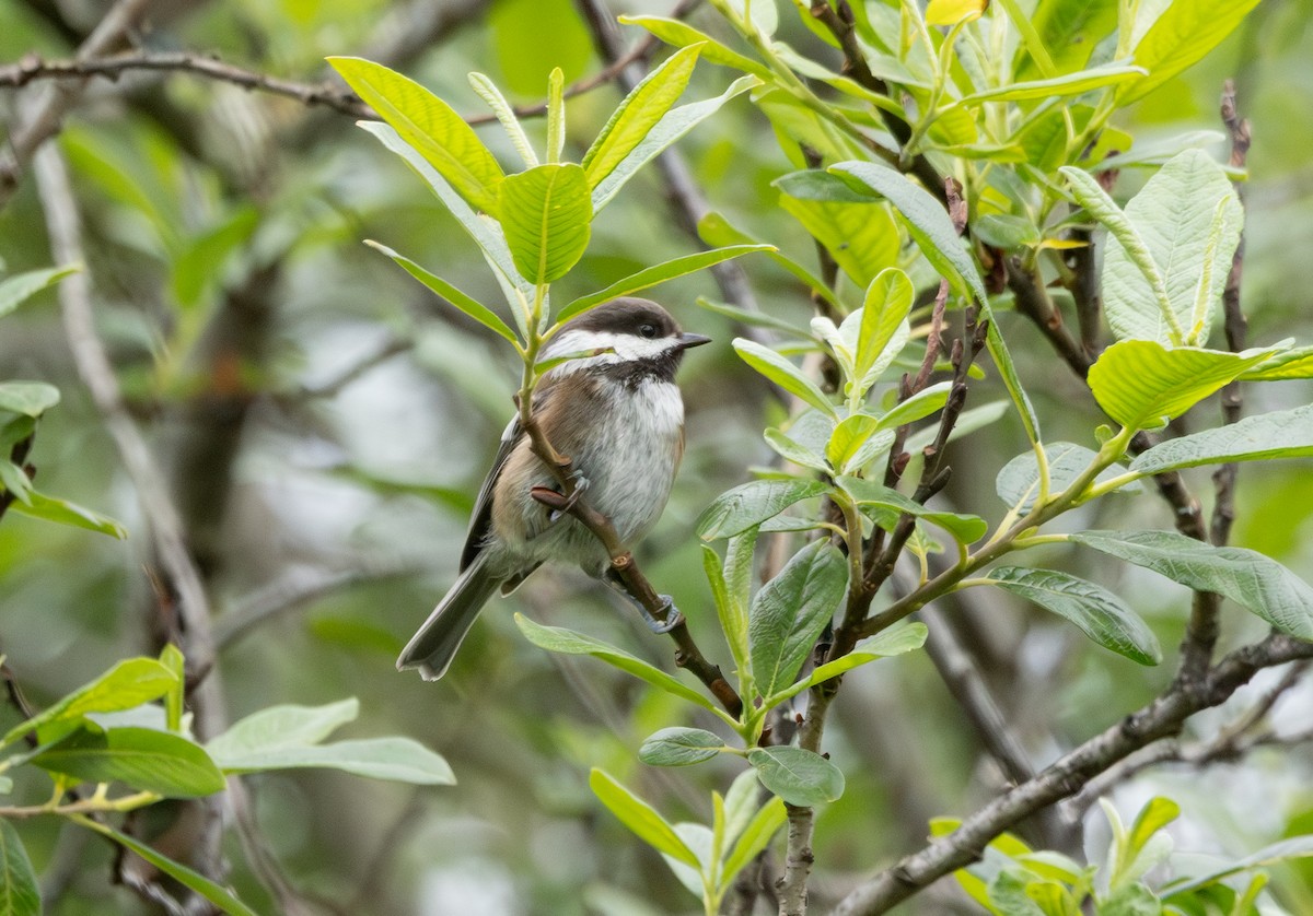 Chestnut-backed Chickadee - ML638688659