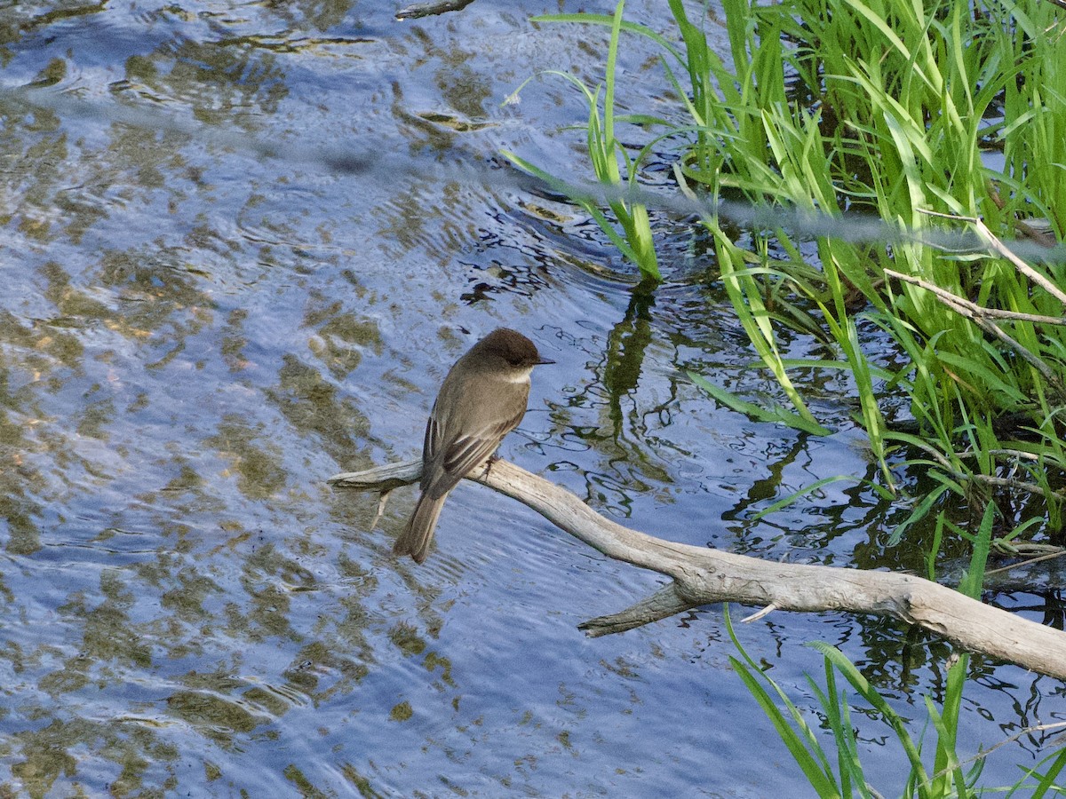 Eastern Phoebe - ML638688676