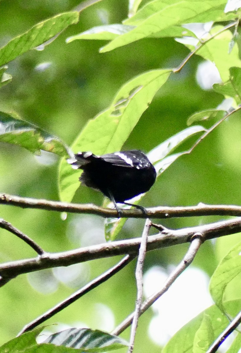 Dot-winged Antwren - ML638688689