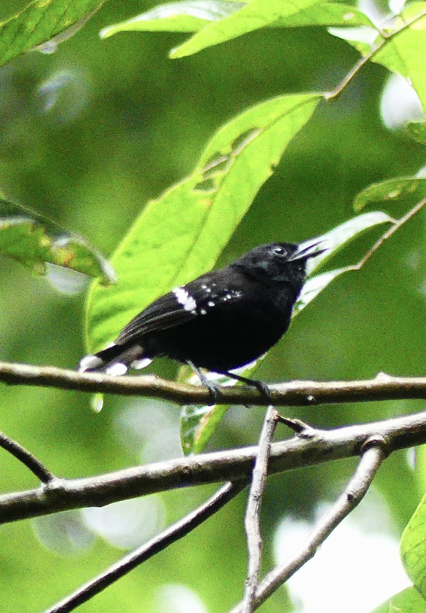 Dot-winged Antwren - ML638688690