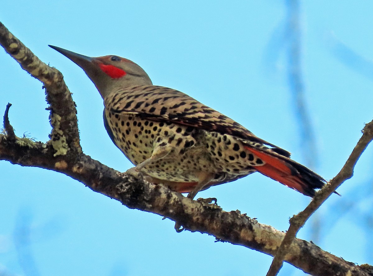 Northern Flicker - ML638688715