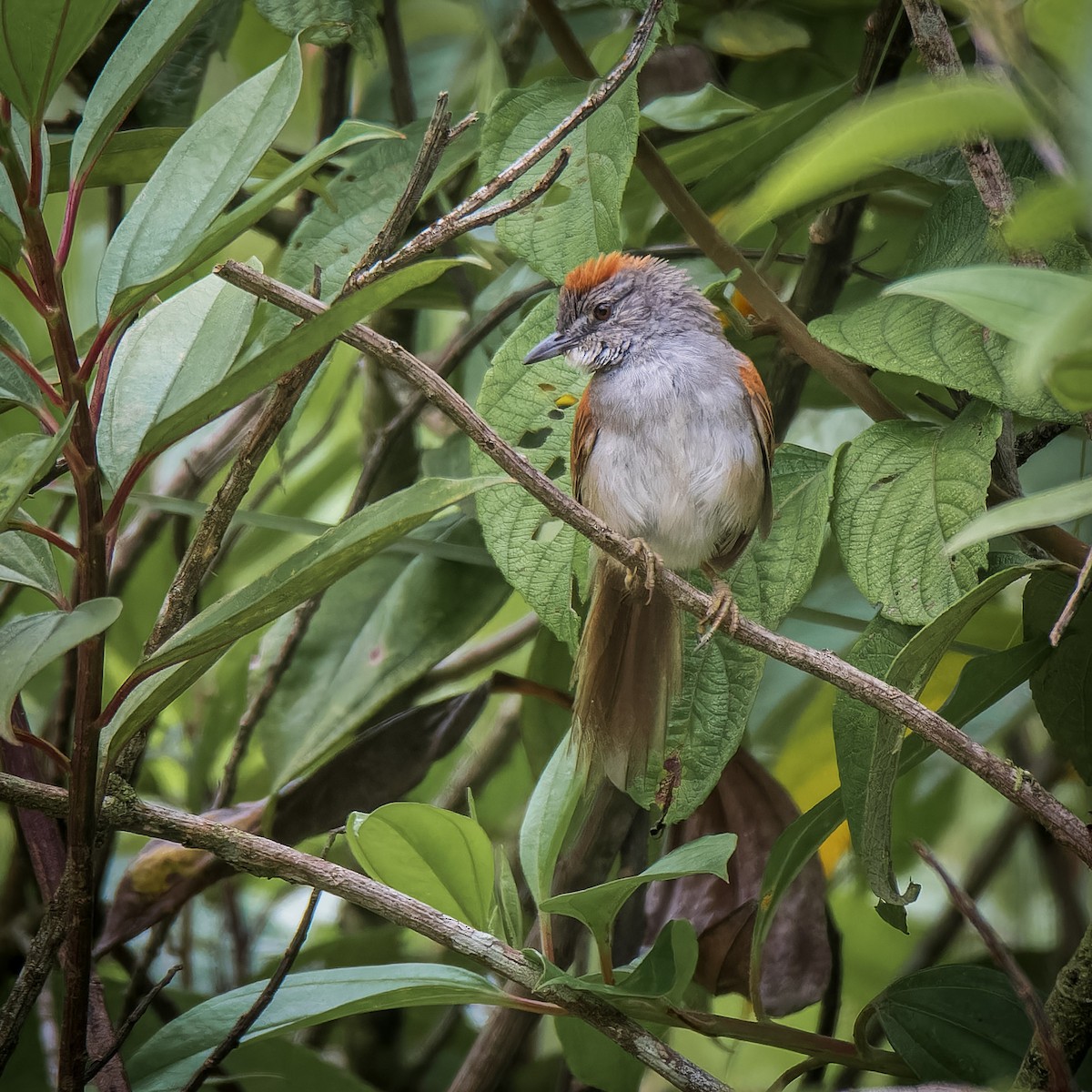 Pale-breasted Spinetail - ML638688717