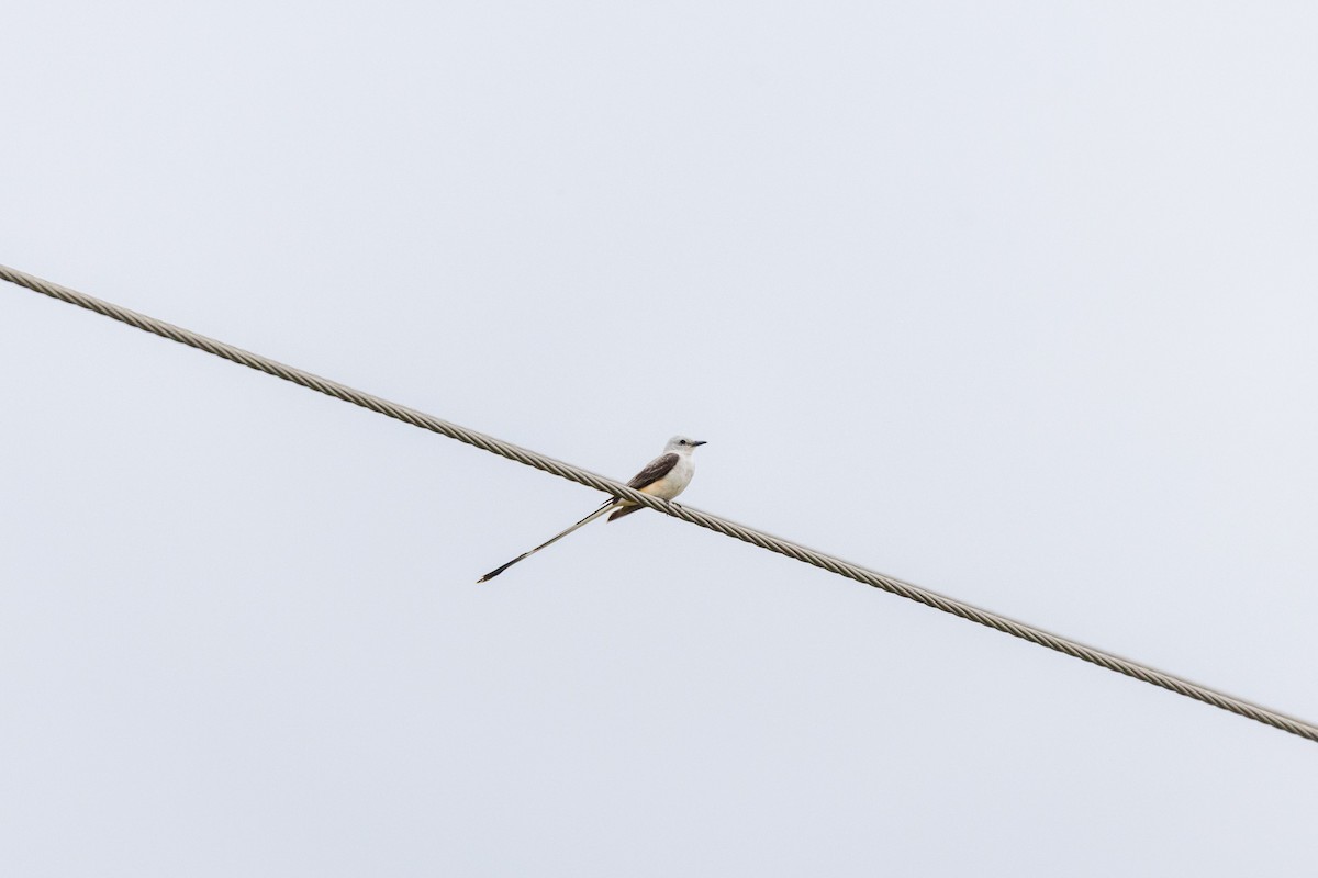 Scissor-tailed Flycatcher - ML638688734