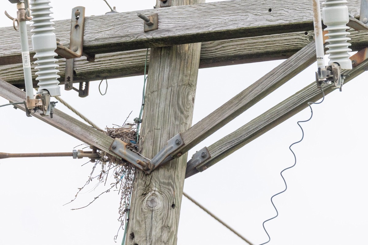 Scissor-tailed Flycatcher - ML638688739
