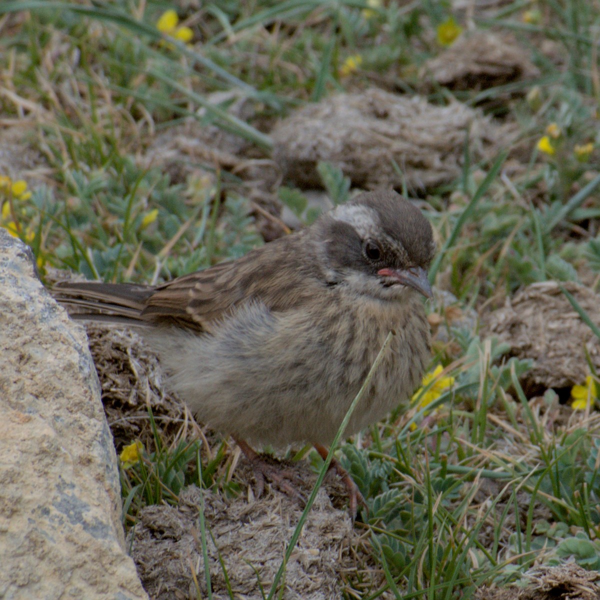 Brown Accentor - ML638688782