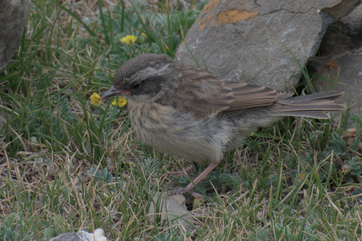 Brown Accentor - ML638688784