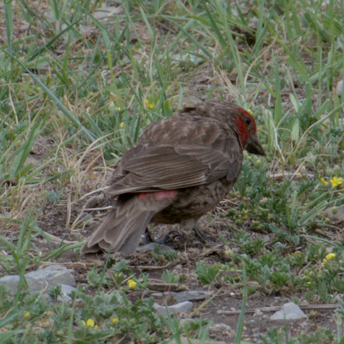 Red-fronted Rosefinch - ML638688806