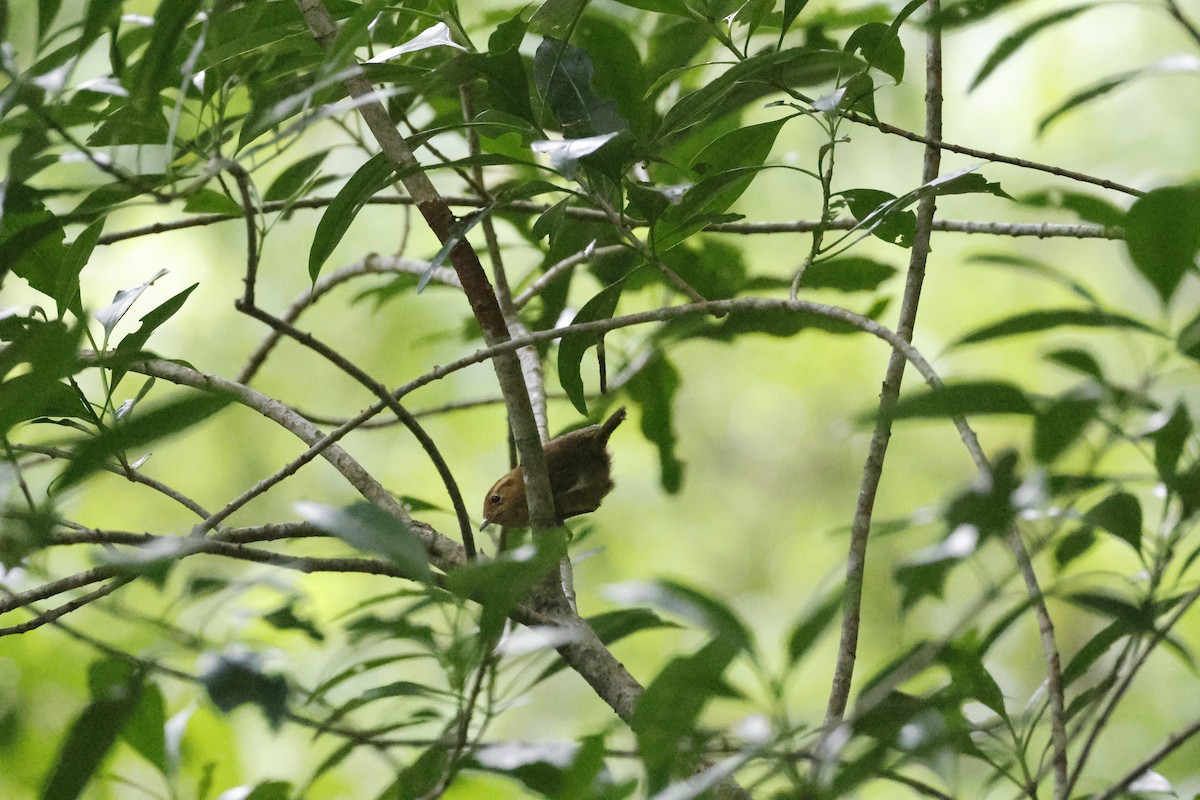 Ochraceous Wren - ML638688808