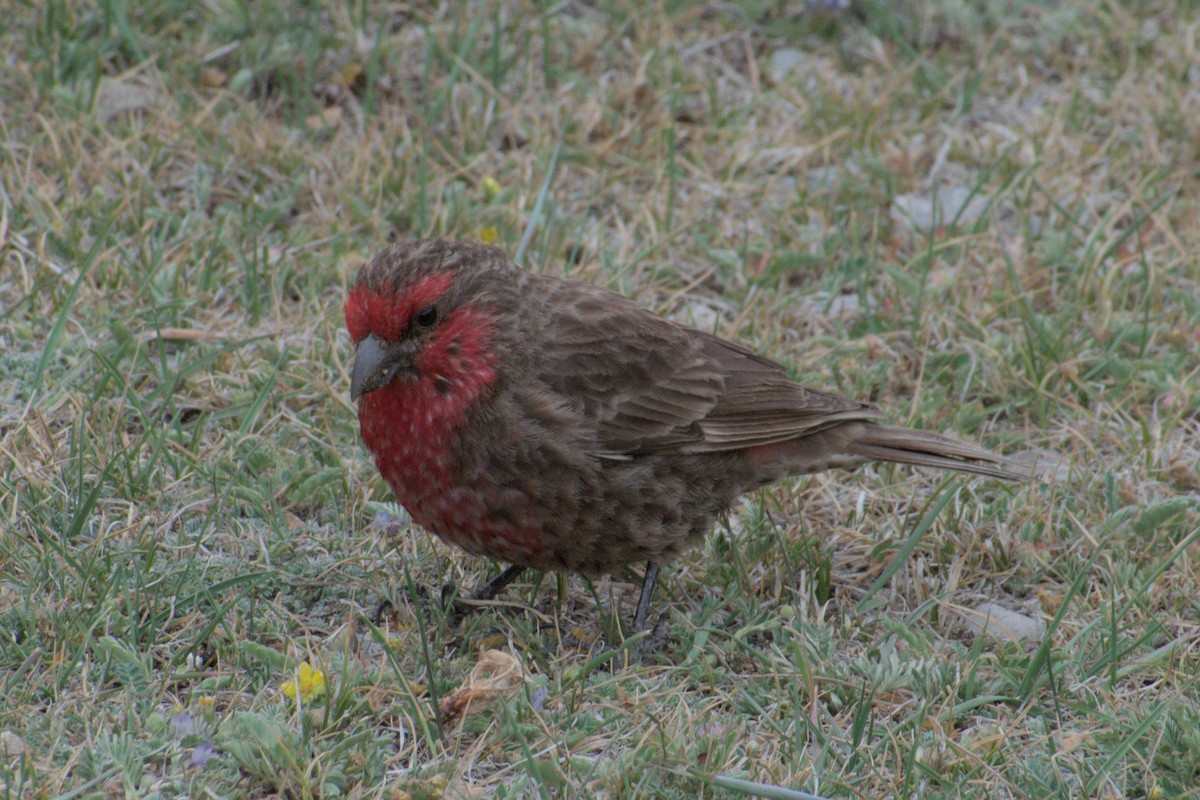Red-fronted Rosefinch - ML638688828