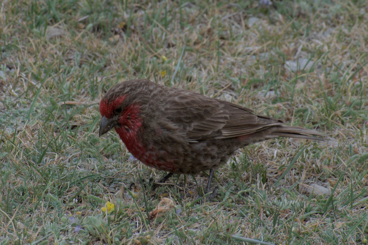 Red-fronted Rosefinch - ML638688830
