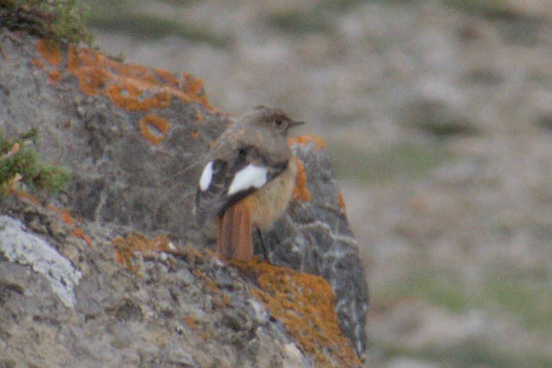 White-winged Redstart - ML638688858