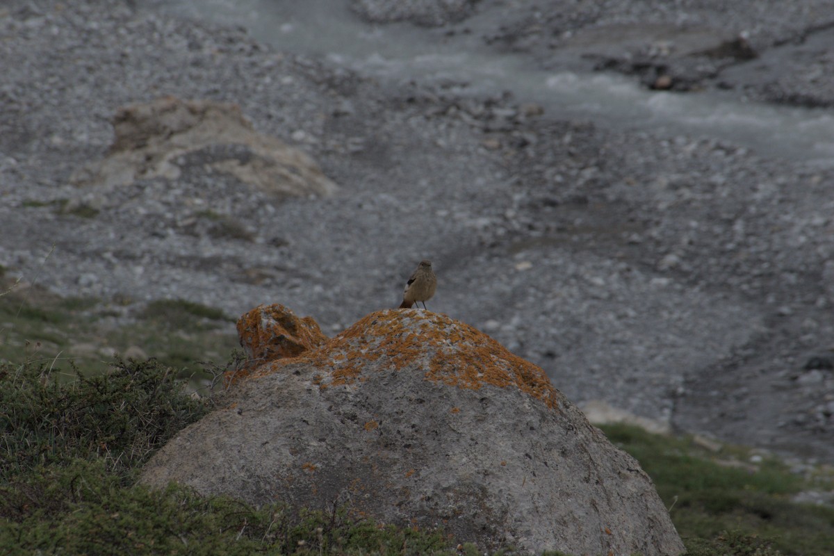 White-winged Redstart - ML638688864