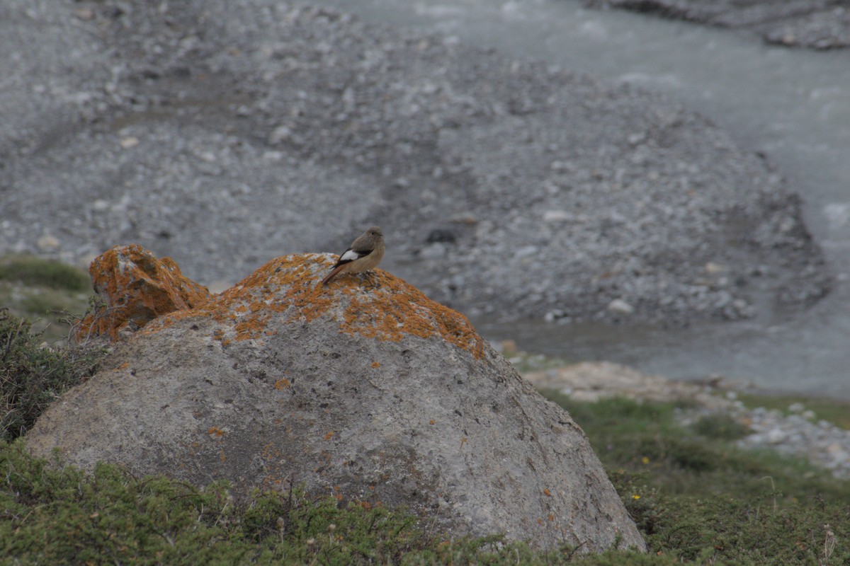 White-winged Redstart - ML638688872