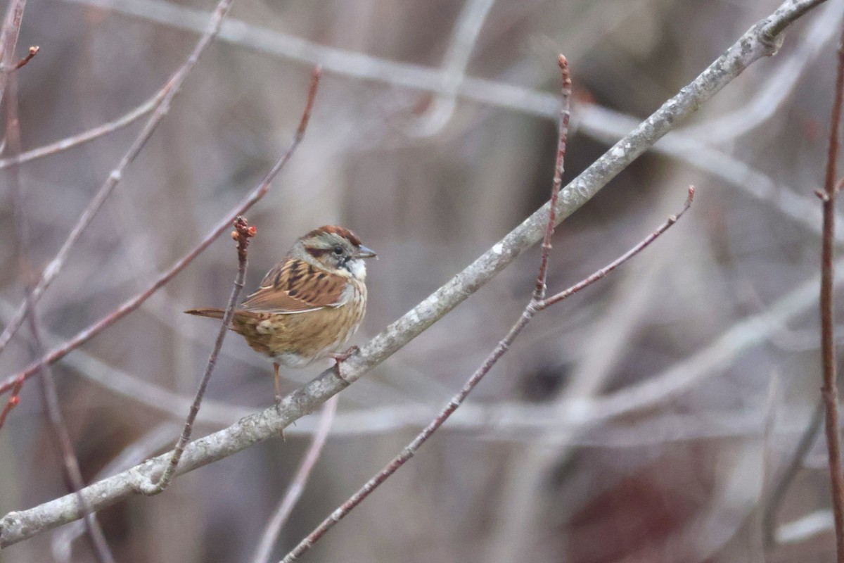 Swamp Sparrow - ML638688876
