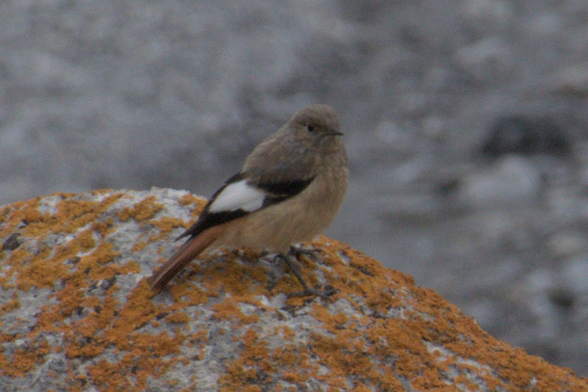 White-winged Redstart - ML638688877
