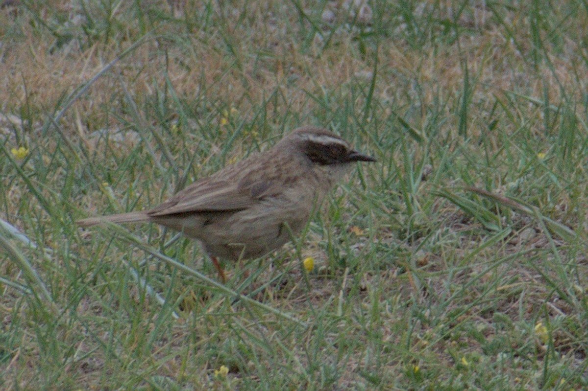 Brown Accentor - ML638688884