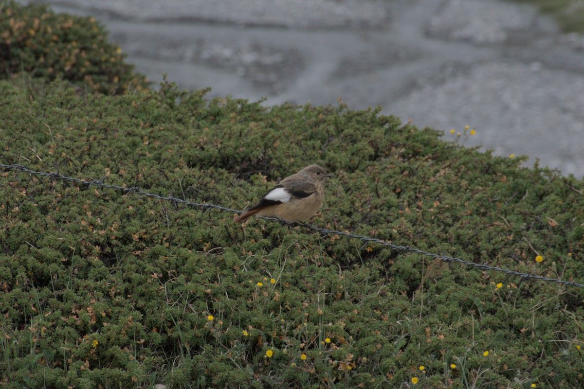 White-winged Redstart - ML638688900