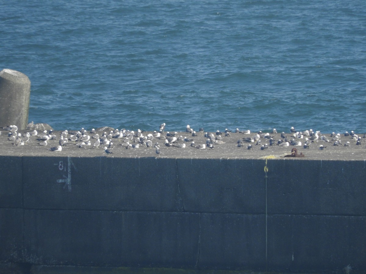 Gaviota de Kamchatka - ML63868891