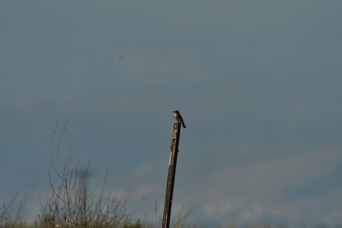 Spotted Flycatcher - ML638688914