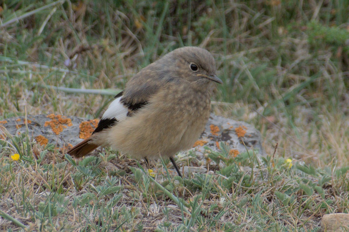 White-winged Redstart - ML638688918