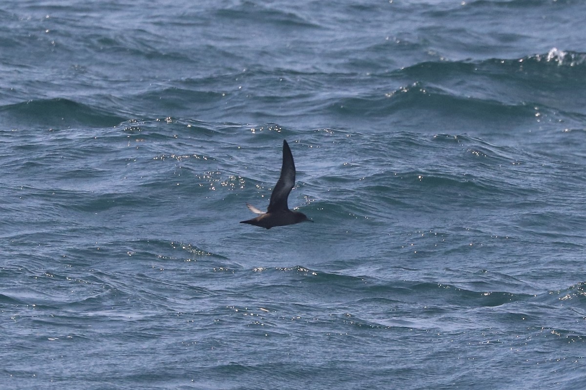 Sooty Shearwater - ML638688940