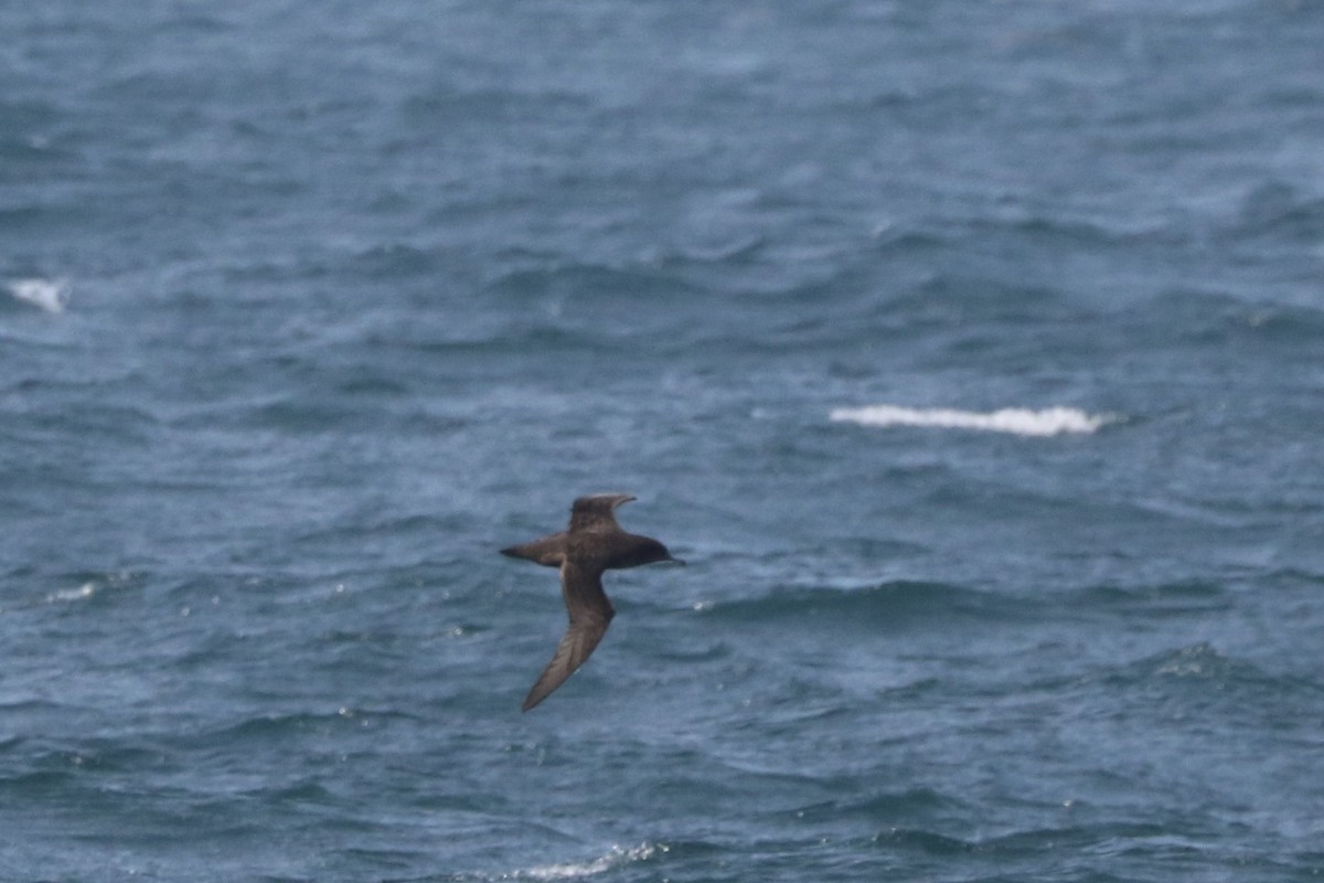 Sooty Shearwater - ML638688943
